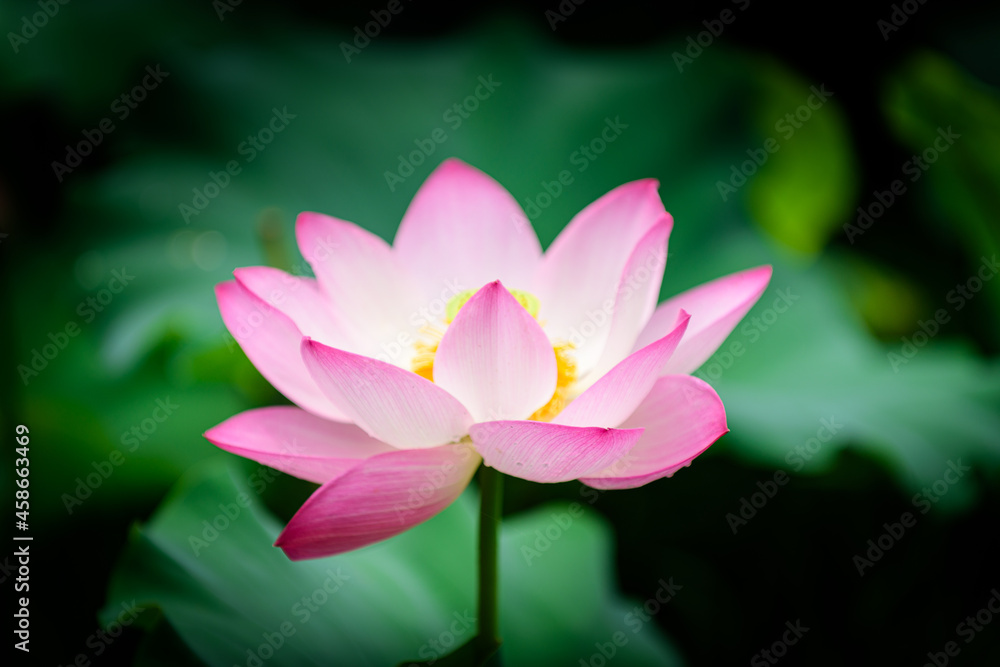 pink lotus flower pink lotus flower