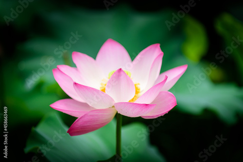 pink lotus flower