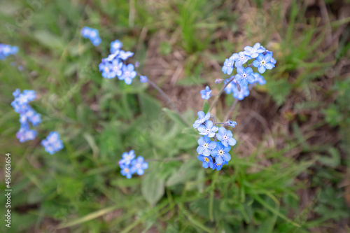 Alpine forget-me-not grows in a clearing in the mountains
