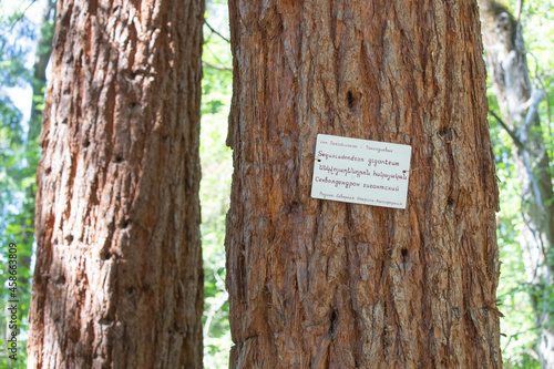 Big trunk of a Sequoiadendron giganteum - majestic tree from North America in botanical garden
