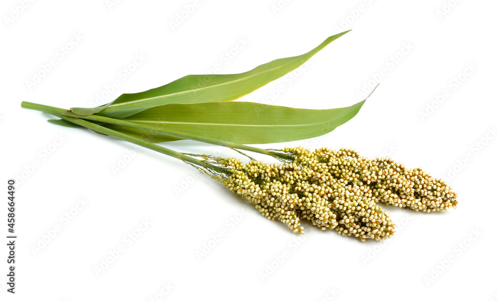 Obraz premium Sorghum bicolor, commonly called sorghum and also known as great millet, durra, jowari, jowar or milo. Isolated