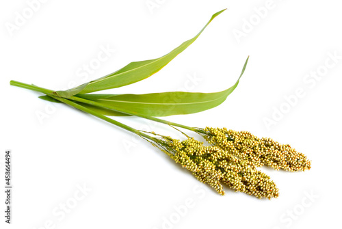 Foto Sorghum bicolor, commonly called sorghum and also known as great millet, durra, jowari, jowar or milo