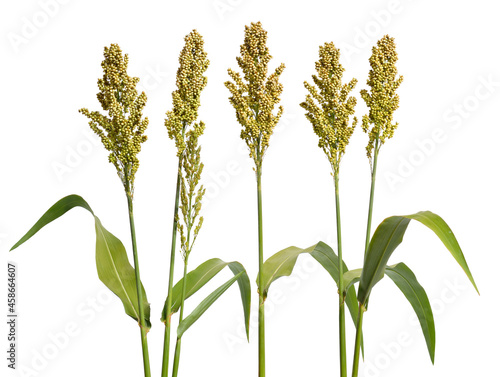 Foto Sorghum bicolor, commonly called sorghum and also known as great millet, durra, jowari, jowar or milo