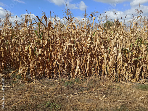 photo of a corn field in the village in summer - close-up