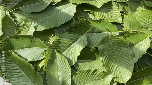Close up kratom leaf, Green leaf background.