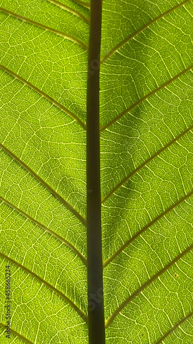 Close up kratom leaf, Green leaf background.
