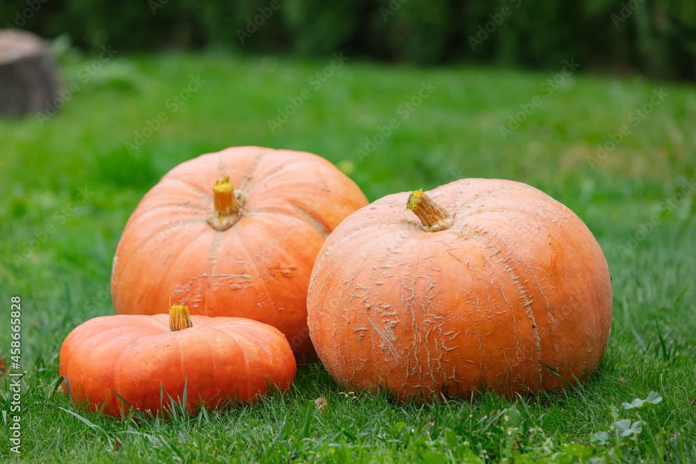 Three big pumpkins on green grass in autumn Three big pumpkins on green grass in autumn