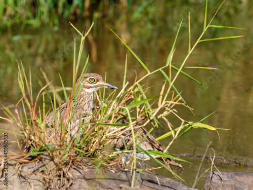 Water thick-knee bird hiding in the grass by the water