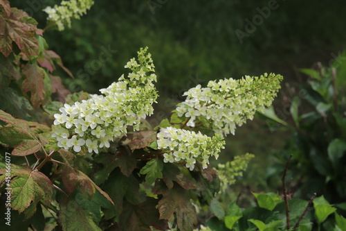 初夏の公園に咲くカシワバアジサイの白い花 photo