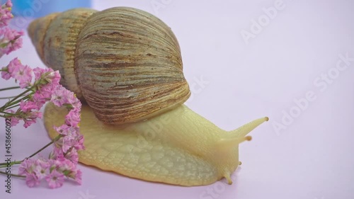 The Achatina snail crawls near blue cosmetic jar of cream and a flower photo