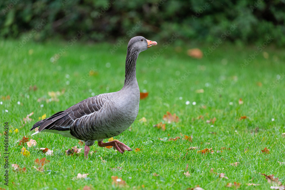 Egyptian goose walking on the grass in park Egyptian goose walking on the grass in park