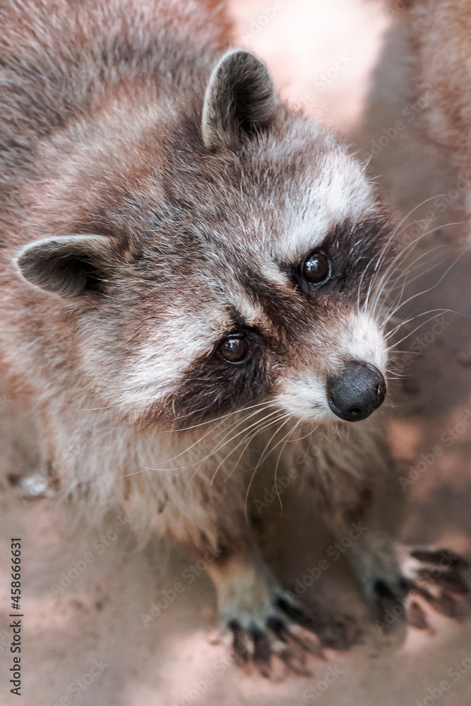 raccoon curiously looking. cute little animal