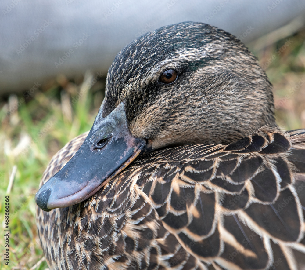 Φωτογραφία Beautiful close-up detail of a female mallard duck resting