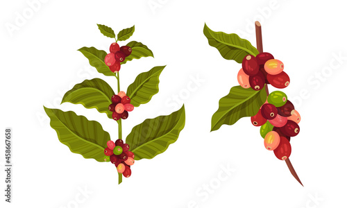 Coffee tree branches and beans set vector illustration on white background