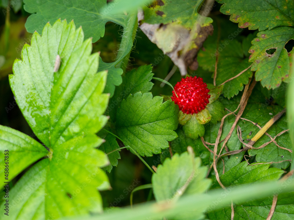 Red wild strawberry shines powerfully Red wild strawberry shines powerfully