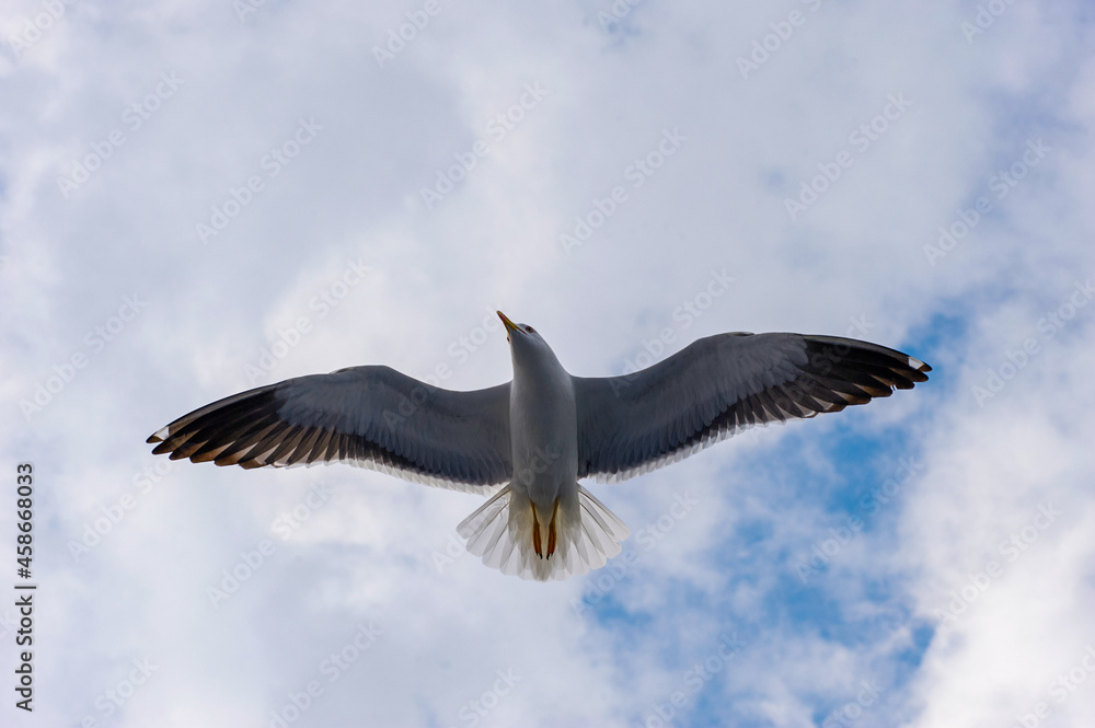 Obraz premium A seagull flies in the sky with clouds.