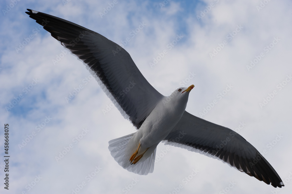 A seagull flies in the sky with clouds. A seagull flies in the sky with clouds.