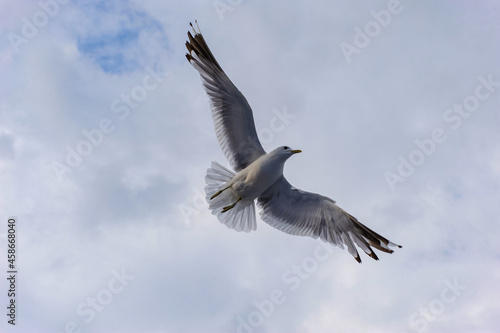 A seagull flies in the sky with clouds. © Mikhail