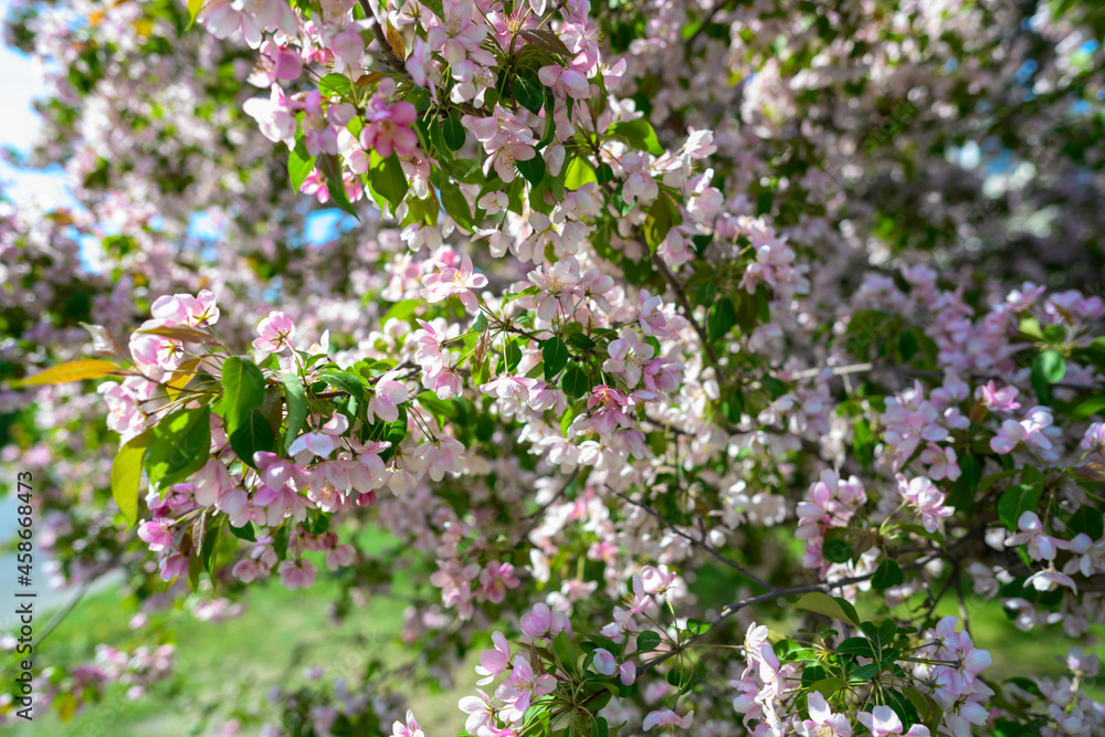 White Apple Flowers. Beautiful flowering apple trees. Background with blooming flowers in spring day. Blooming apple tree Malus domestica close-up. Apple Blossom. White Apple Flowers. Beautiful flowering apple trees. Background with blooming flowers in spring day. Blooming apple tree Malus domestica close-up. Apple Blossom.