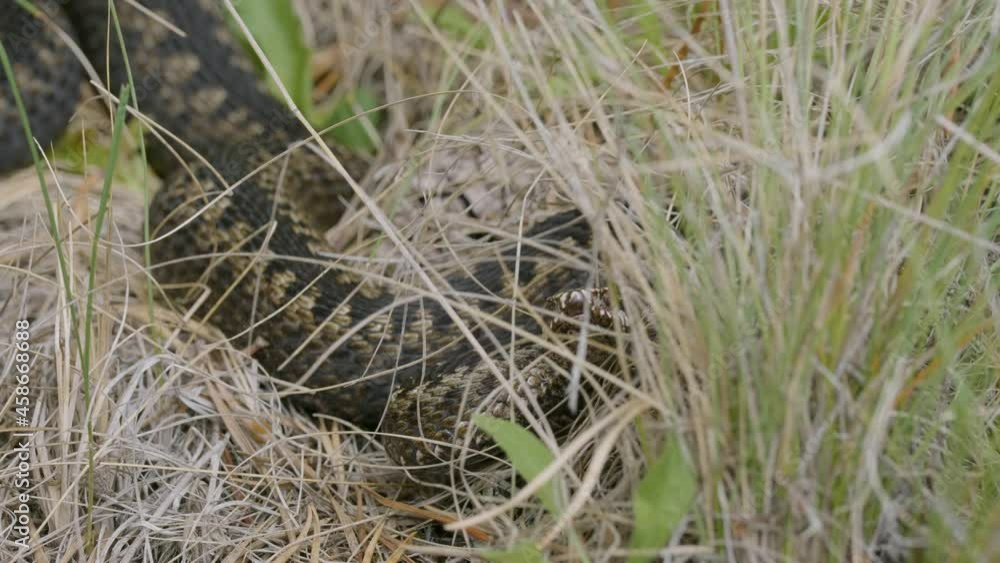 Southern Urals. Common European viper in the grass. Southern Urals. Common European viper in the grass.