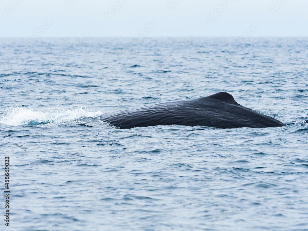 Fototapeta premium マッコウクジラの背びれ(Sperm whale)