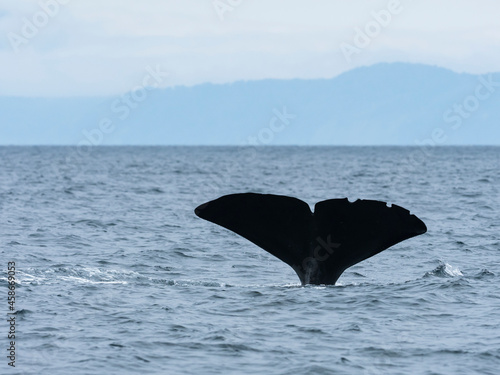 マッコウクジラの尾びれ(Sperm whale) © sandpiper
