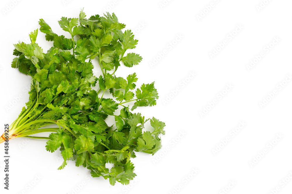 Obraz premium Fresh coriander on white background.