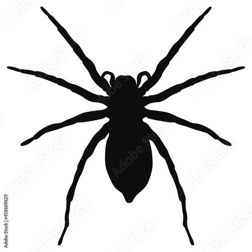 Black isolated spider. Vector halloween spider shadow.