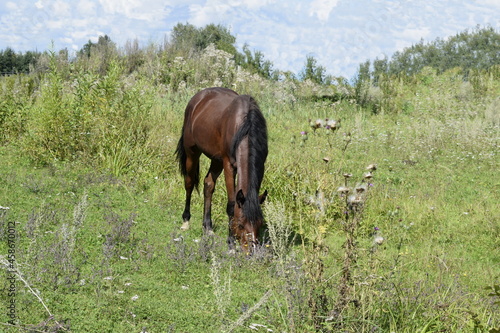 horse in the field © tanzelya888