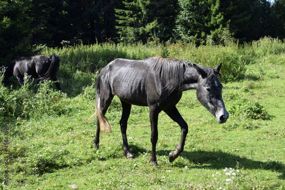 horse in the field horse in the field