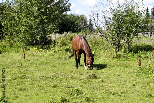 horses in the pasture, horses in the fresh air