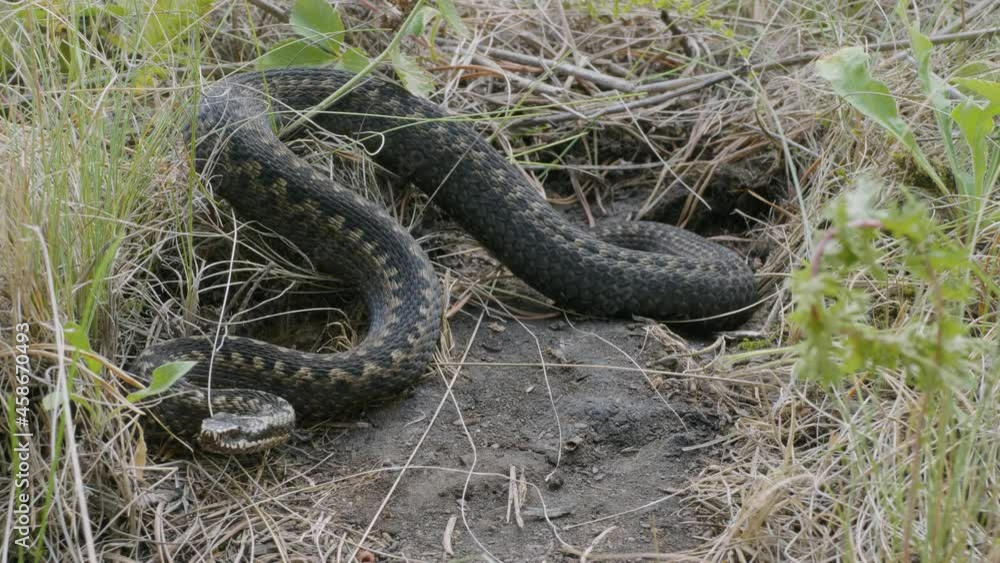 Southern Urals. Common European viper in the grass. Southern Urals. Common European viper in the grass.