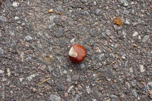 Close up of one single brown chestnut without a chell on asphalt ground by autumn or fall season. photo