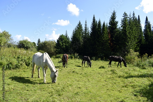 horses in the pasture, horses in the fresh air © tanzelya888