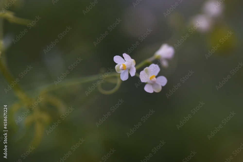 Fototapeta premium Balloon vine flowers, fruits and seeds. Sapindaceae vine plants.