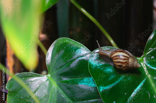 A Snail climbing on wet green leave in the tropical garden