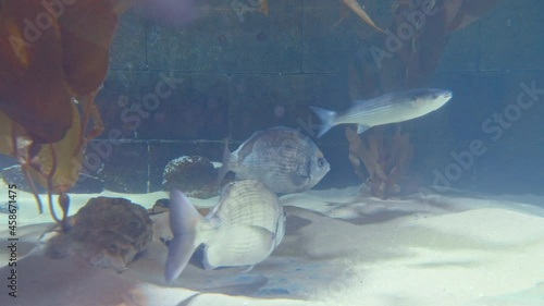 Black seabream and European Eel swimming in an aquarium in 4K. Beautiful ocean fishes swimming in transparent waters between corals. photo