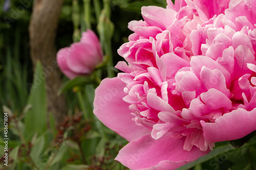 Pink peony flower against green garden background. Close-up