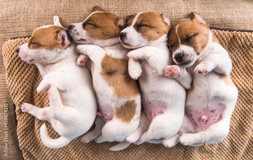 Cute Jack Russell terrier puppies sleep sweetly on a soft bed © zanna_