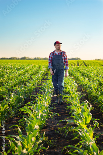 Caucasian middle age farm worker walk along maize stalks in fields sunset time somwhere in Ukraine photo