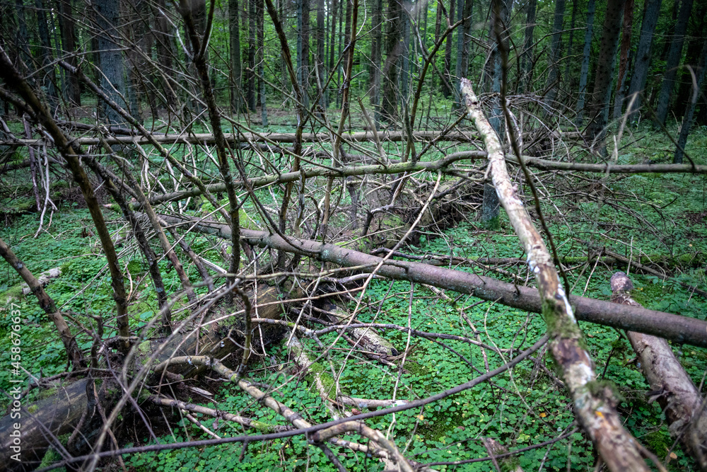 chaotically fallen trees in Latvia forest. Real natural never cleaned forest. Great beautiful dark natural northern jungle chaotically fallen trees in Latvia forest. Real natural never cleaned forest. Great beautiful dark natural northern jungle