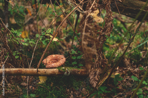 Woolly milkcap or the bearded milkcap mushrooms on autumn forest among dry needles. Lactarius torminosus is edible photo