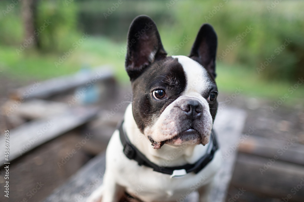 french bulldog face outdoor closeup