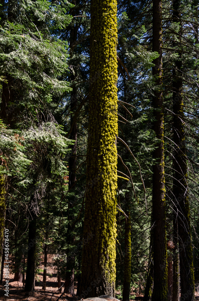 Obraz premium landscape and trees in Sequoia National Park in California in united states of america