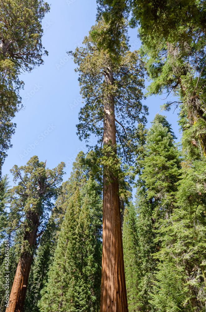 Fototapeta premium landscape and trees in Sequoia National Park in California in united states of america
