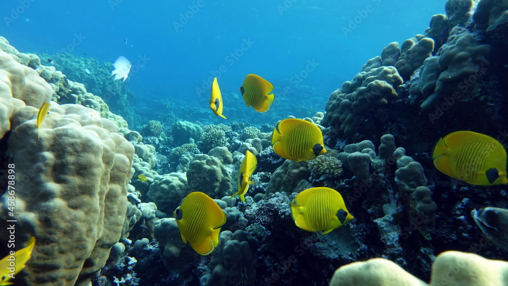 Fototapeta premium Masked butterflyfish. Fish - a type of bone fish Osteichthyes. Butterfly fish Chaetodontidae.