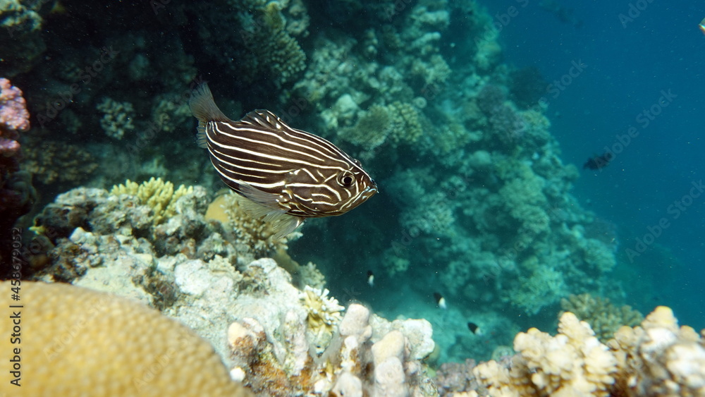 Fototapeta premium Fish are a type of bony fish Osteichthyes. Family gramistievye. Six-lane grammistes.