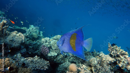 Fototapeta Naklejka Na Ścianę i Meble -  Beautiful fish on the Red Sea reef.

