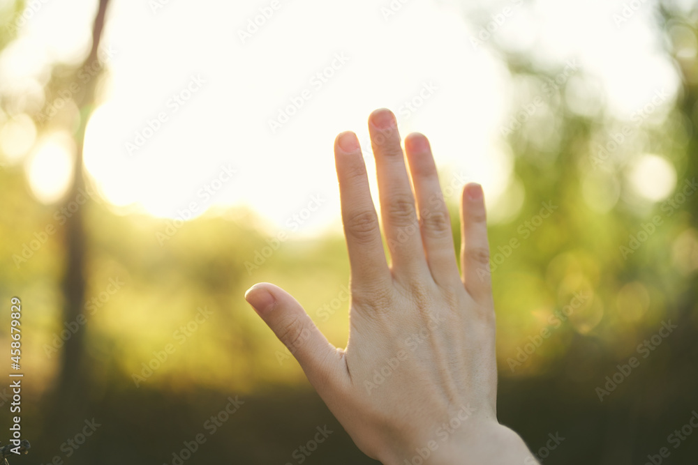 female hand nature sun summer green leaves female hand nature sun summer green leaves