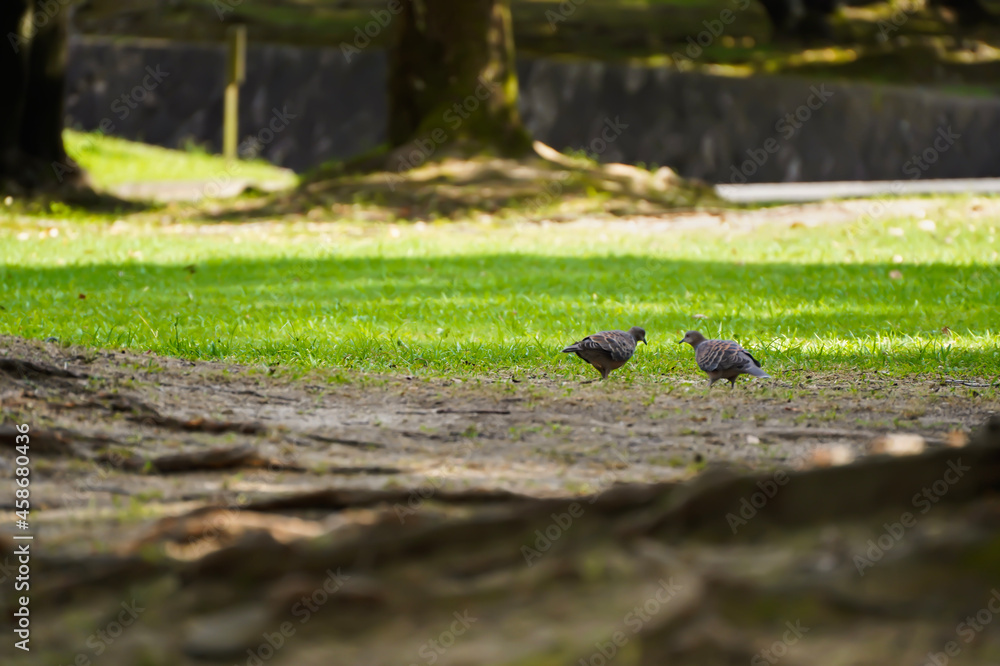 pigeons on the grass pigeons on the grass